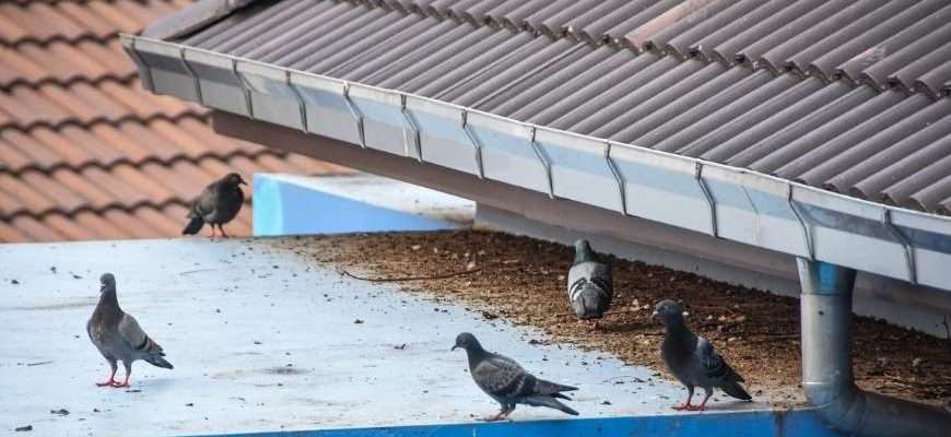 Cómo ahuyentar palomas de edificios en Bilbao: métodos humanitarios que funcionan de verdad 10 Cómo ahuyentar palomas de edificios en Bilbao: métodos humanitarios que funcionan de verdad
